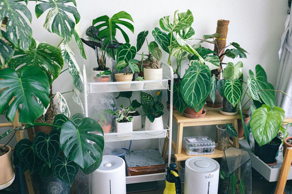 air purifiers vs plants — product review