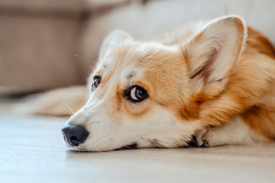 best air purifiers for home with dogs — product review
