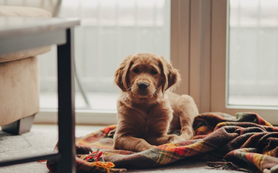best air purifiers for home with pets — product review
